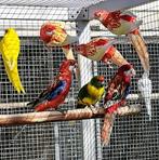 Pracht Rosella's, Dieren en Toebehoren, Meerdere dieren, Parkiet