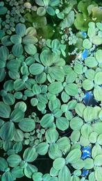 Aquarium Planten, Dieren en Toebehoren, Vissen | Aquaria en Toebehoren, Ophalen, Plant(en), Steen of Hout