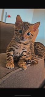 Bengaal poesje zoekt een liefdevol thuis-12 weken oud, Dieren en Toebehoren, Katten en Kittens | Raskatten | Korthaar, Poes, Ontwormd