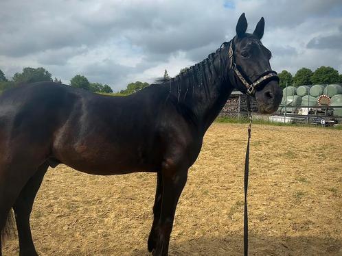 Bijrijder/Verzorger gezocht, Dieren en Toebehoren, Paarden en Pony's | Overige Paardenspullen, Ophalen