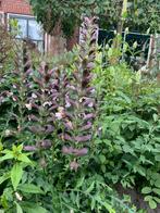 Akant spinosus, Tuin en Terras, Vaste plant, Volledige schaduw, Zomer, Ophalen