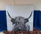 Glasschilderij Schotse Hooglander 80 x 80 cm, Ophalen