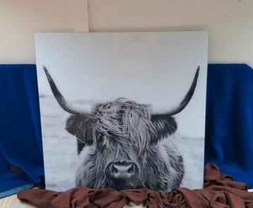 Glasschilderij Schotse Hooglander 80 x 80 cm beschikbaar voor biedingen