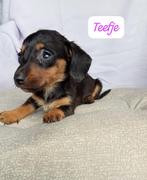 Teckel puppy’s, Dieren en Toebehoren, Honden | Teckels en Dashonden, Standaard, CDV (hondenziekte), 8 tot 15 weken, Korthaar