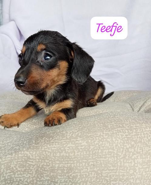 Teckel puppy’s, Dieren en Toebehoren, Honden | Teckels en Dashonden, Meerdere dieren, Korthaar, Standaard, Particulier, Meerdere