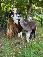 Vijf  alpaca veulens te koop aangeboden, Dieren en Toebehoren, Juni, Meerdere dieren