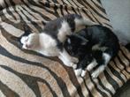 2 Kittens. Gratis af te halen, Dieren en Toebehoren, Katten en Kittens | Overige Katten, Poes