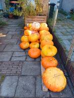 Verse pompoenen! Wie o wie!!, Tuin en Terras, Ophalen