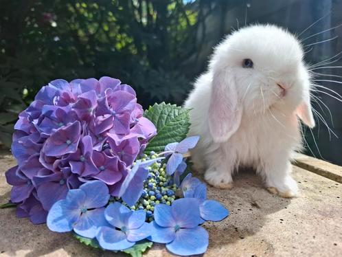 Baby minilop hangoor dwerg konijntje wit met blauwe ogen, Dieren en Toebehoren, Konijnen, Dwerg, Mannelijk, Hangoor