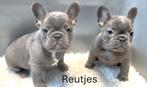 Franse Bulldog Pups Blue and Tan / Lilac / Blauw, Dieren en Toebehoren, 8 tot 15 weken, Meerdere, Meerdere dieren, Nederland