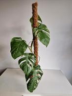 Monstera Albo Variegata - Zeldzame Kamerplant, Huis en Inrichting, Kamerplanten, Ophalen, Halfschaduw, Minder dan 100 cm