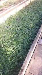 Vinca bodembedekker, Ophalen, Lente, Bodembedekkers, Halfschaduw