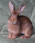 Etelis zoekt een huisje! (ram gecastreerd en gevaccineerd), Dieren en Toebehoren, Mannelijk, Klein, 0 tot 2 jaar