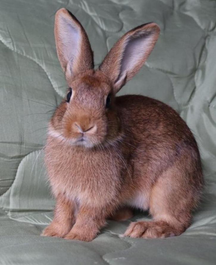 Etelis zoekt een huisje! (ram gecastreerd en gevaccineerd), Dieren en Toebehoren, Konijnen, Klein, Mannelijk, 0 tot 2 jaar