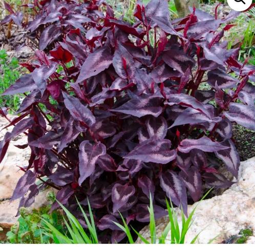 Duizendknoop Red Dragon. Persicaria met rode bloemen, Tuin en Terras, Planten | Tuinplanten, Vijverplanten, Halfschaduw, Zomer