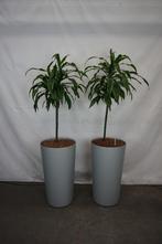 Planten binnenplanten kantoorplanten in hoge pot op wielen, Overige soorten, In pot, 150 tot 200 cm, Groene kamerplant