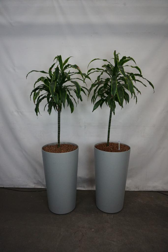 Planten binnenplanten kantoorplanten in hoge pot op wielen, Huis en Inrichting, Kamerplanten, Overige soorten, 150 tot 200 cm