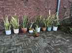 7 stuks (partij) SANSEVIERIA (Vrouwentong) PLANTEN, Ophalen, Overige soorten, Halfschaduw, In pot