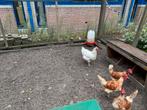 Kippen, Dieren en Toebehoren, Pluimvee, Vrouwelijk, Kip
