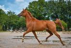 5 jarige Arabier/Arabische volbloed ruin, Ruin, Minder dan 160 cm, Gechipt, 3 tot 6 jaar