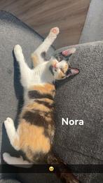 Katten, Dieren en Toebehoren, Meerdere dieren, 0 tot 2 jaar