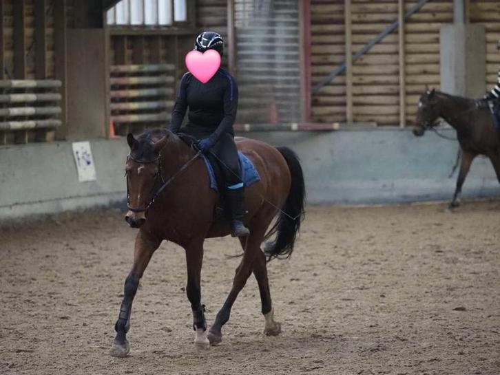 Verzorg paard omgeving nieuw bergen LB, Dieren en Toebehoren, Paarden en Pony's | Verzorgingsproducten, Ophalen of Verzenden