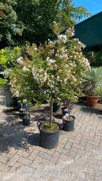 Lagerstroemia op stam €95, Tuin en Terras, Planten | Bomen, 100 tot 250 cm, Zomer, Ophalen, Volle zon