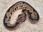 Python regius leopard (mojave) clown man, Dieren en Toebehoren, Slang, 0 tot 2 jaar