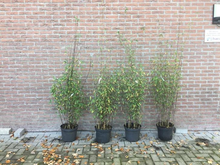 Fargesia Demissa Gerry, niet woekerende bamboe!!!, Tuin en Terras, Planten | Tuinplanten, Vaste plant, Overige soorten, Volle zon