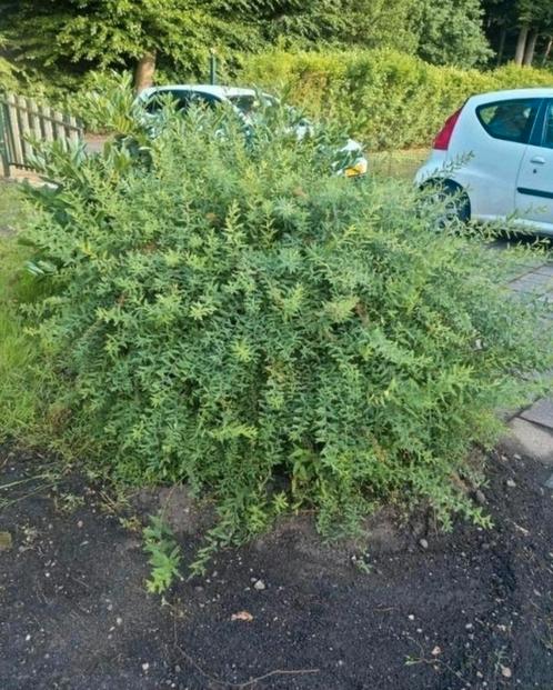 Vele struiken! Gratis gratis GRATIS ! Kom langs en scheppen, Tuin en Terras, Planten | Struiken en Hagen, Struik, Hulst, Minder dan 100 cm