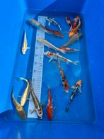 Japan Koi Ikarashi Jumbo Tosai Mix 16-18cm, Dieren en Toebehoren, Karper of Koi