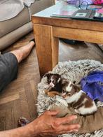 Chihuahua puppy's, langharig,tricolor, Dieren en Toebehoren, Honden | Chihuahua's en Gezelschapshonden, België, Particulier, CDV (hondenziekte)