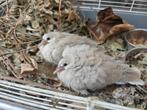 Lachduiven om tam te maken, Dieren en Toebehoren, Meerdere dieren, Overige soorten