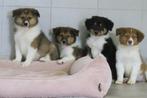 Lieve Australian Sheperd x Schotse Collie pups, Dieren en Toebehoren, Honden | Herdershonden en Veedrijvers, Nederland, CDV (hondenziekte)