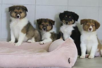 Lieve Australian Sheperd x Schotse Collie pups  beschikbaar voor biedingen