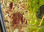 Red Sakura garnaaltjes, Dieren en Toebehoren, Vissen | Aquariumvissen, Zoetwatervis, Kreeft, Krab of Garnaal, Schoolvis