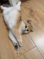 Britse korthaar ny12 kater 14 weken, Dieren en Toebehoren, Katten en Kittens | Raskatten | Korthaar, Kater, Ontwormd