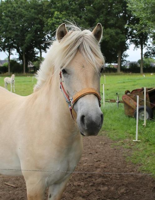 Mooie Fjorden ruin jaarling, Dieren en Toebehoren, Pony's, Ruin, Onbeleerd, Recreatiepony, 0 tot 2 jaar, Met stamboom