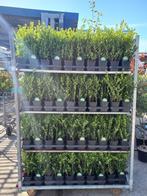 Buxus vervanger Ilex Caroline upright 35-40cm hoog, Ophalen, Buxus, Minder dan 100 cm