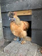 Zijdehoender haan, Dieren en Toebehoren, Pluimvee, Mannelijk, Kip