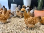 Jonge tamme Zijdehoen kriel kippen gesekst & ingeënt, Dieren en Toebehoren, Pluimvee, Vrouwelijk, Kip