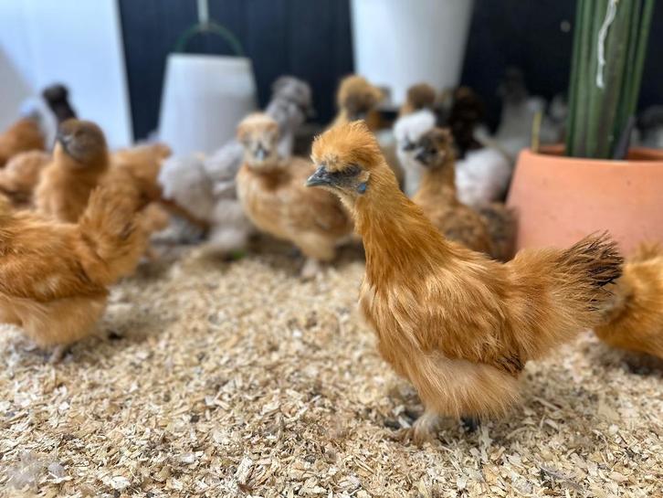 Jonge tamme Zijdehoen kriel kippen gesekst & ingeënt, Dieren en Toebehoren, Pluimvee, Kip, Vrouwelijk