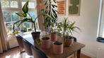 Vijf planten met potten, Huis en Inrichting, Kamerplanten, Overige soorten, Minder dan 100 cm, Ophalen of Verzenden, Halfschaduw