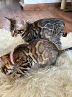 Prachtige bengaalse  kittens met stamboom, Meerdere dieren, Gechipt, 0 tot 2 jaar