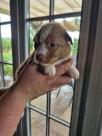 Puppy’s nova scotia duck tolling retriever / tollers, Rabiës (hondsdolheid), Overige rassen, 8 tot 15 weken, Meerdere dieren