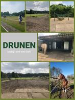 Meerdere plaatsen op paddock paradice, Dieren en Toebehoren, Weidegang