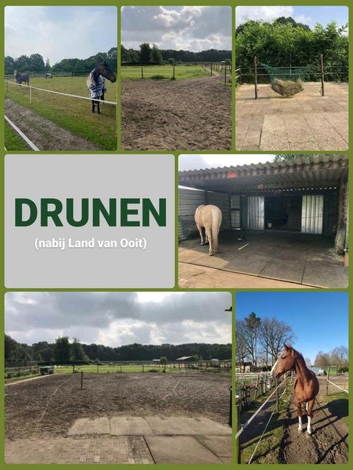 Meerdere plaatsen op paddock paradice, Dieren en Toebehoren, Stalling en Weidegang, Weidegang