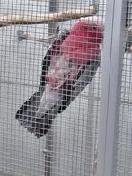 Kweekman Rosè kaketoe., Mannelijk, Papegaai