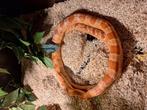 Baby rattenslangen, Dieren en Toebehoren, Reptielen en Amfibieën, Slang, 0 tot 2 jaar