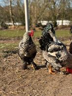 Meerder hanen gratis, Dieren en Toebehoren, Pluimvee, Mannelijk, Kip